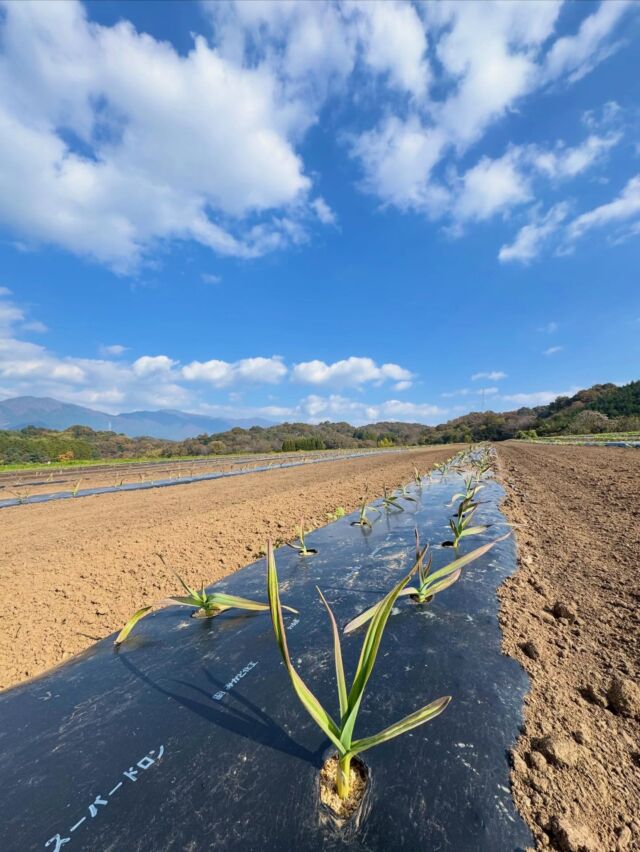株）谷ファーム｜岡山県勝田郡